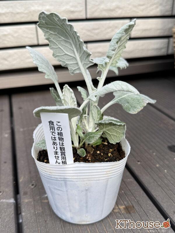 シロタエギク 2025/10/23