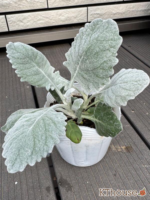 シロタエギク 2025/10/23