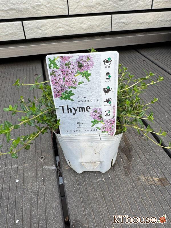 タイムロンギカウリス 2025/10/23