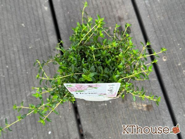 タイムロンギカウリス 2025/10/23