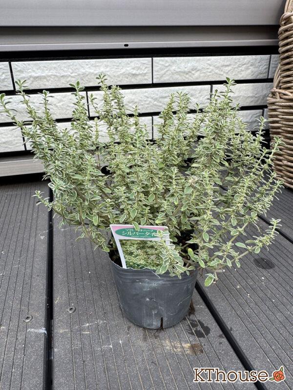 シルバータイム 2025/10/23