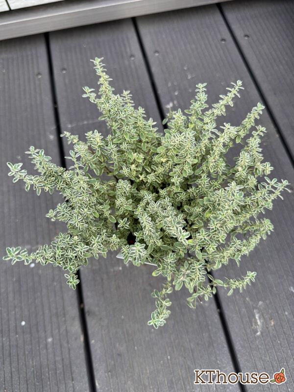 シルバータイム 2025/10/23