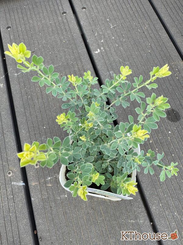 ロータスブリムストーン 2025/10/23