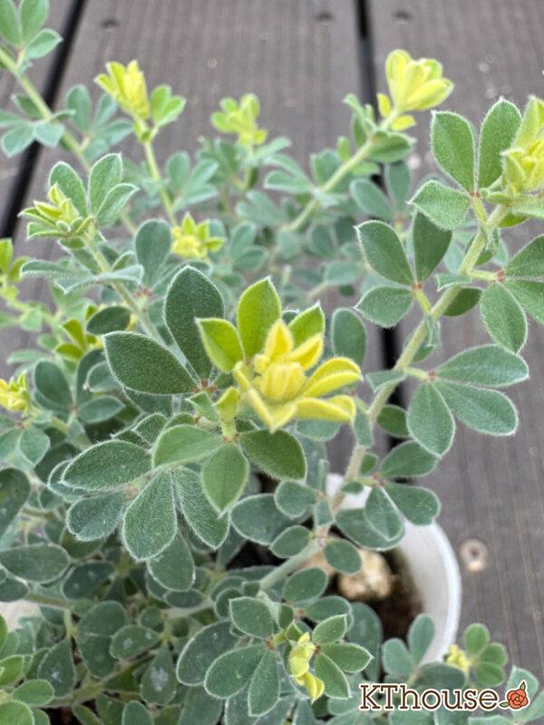 ロータスブリムストーン 2025/10/23