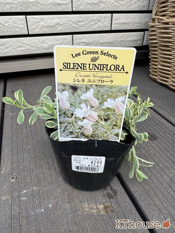 シレネ ユニフローラ 2025/10/23