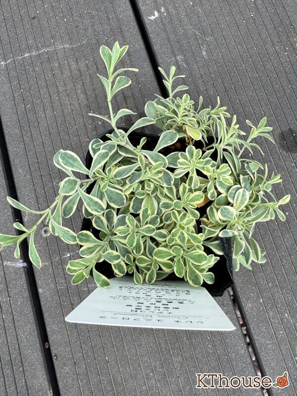 シレネ ユニフローラ 2025/10/23