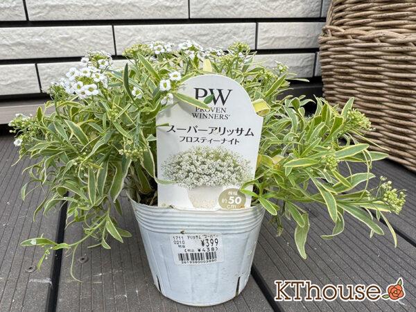 PWスーパーアリッサム フロスティーナイト 2025/10/23