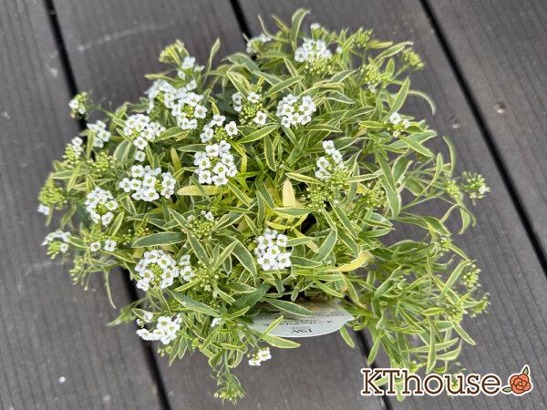 PWスーパーアリッサム フロスティーナイト 2025/10/23