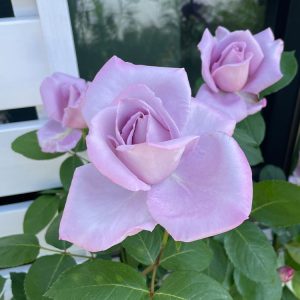 バラ・ブルームーン 2024/5/5