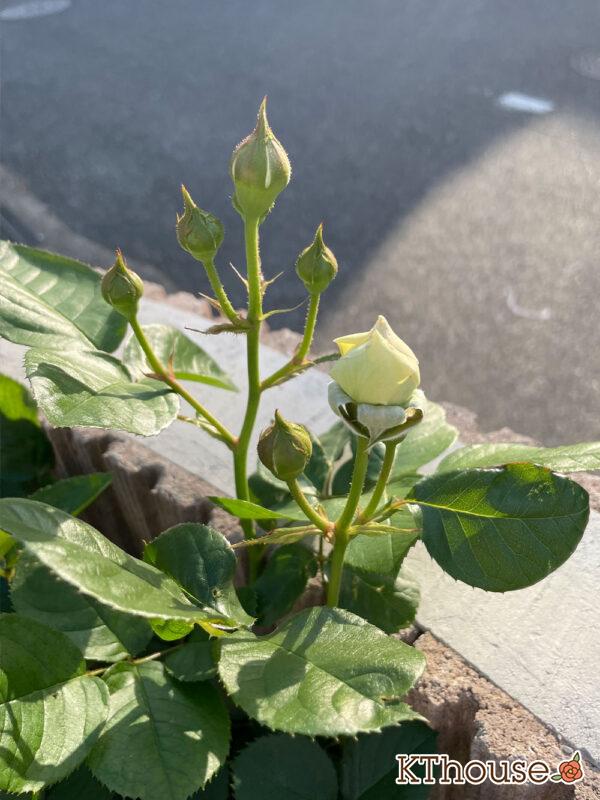 シュラブローズ・バラ「クリスティアーナ(christiana)」2024/5/5