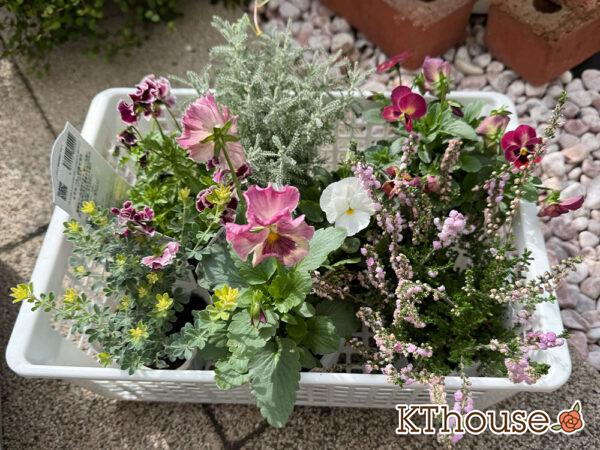【寄せ植え】パンジーももこ、ビオラ よく咲くスミレ「アップルソーダ」&「マシュマロ」、八重咲きカルーナ ジュエルドロップス パール、サントリナ シルバーミラー、Suntory フリル咲きビオラ ミルフル、ロータス ブリムストーン 2025/10/28