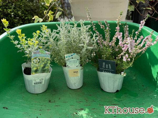 【寄せ植え】ロータス ブリムストーン、サントリナ シルバーミラー、八重咲きカルーナ ジュエルドロップス パール 2025/10/28