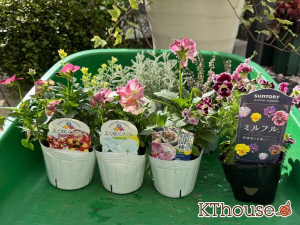 【寄せ植え】ビオラ よく咲くスミレ「アップルソーダ」&「マシュマロ」、パンジーももこ、Suntory フリル咲きビオラ ミルフル 2025/10/28