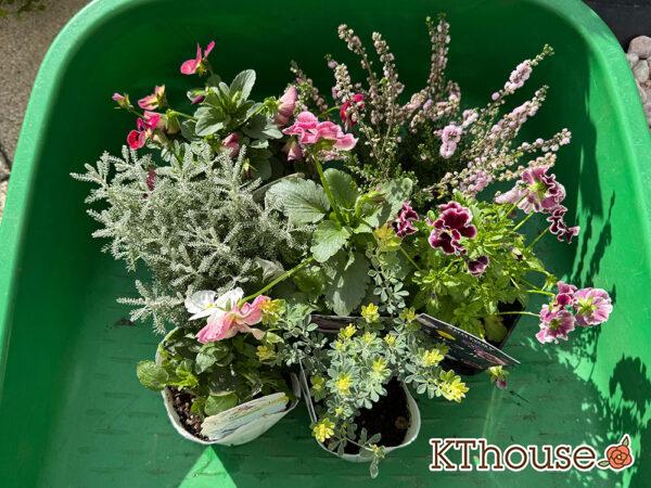 【寄せ植え】ビオラ よく咲くスミレ「アップルソーダ」&「マシュマロ」、パンジーももこ、Suntory フリル咲きビオラ ミルフル、八重咲きカルーナ ジュエルドロップス パール、サントリナ シルバーミラー、ロータス ブリムストーン 2025/10/28