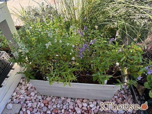 アンゲロニア プランター 白とブルー 2024/10/31