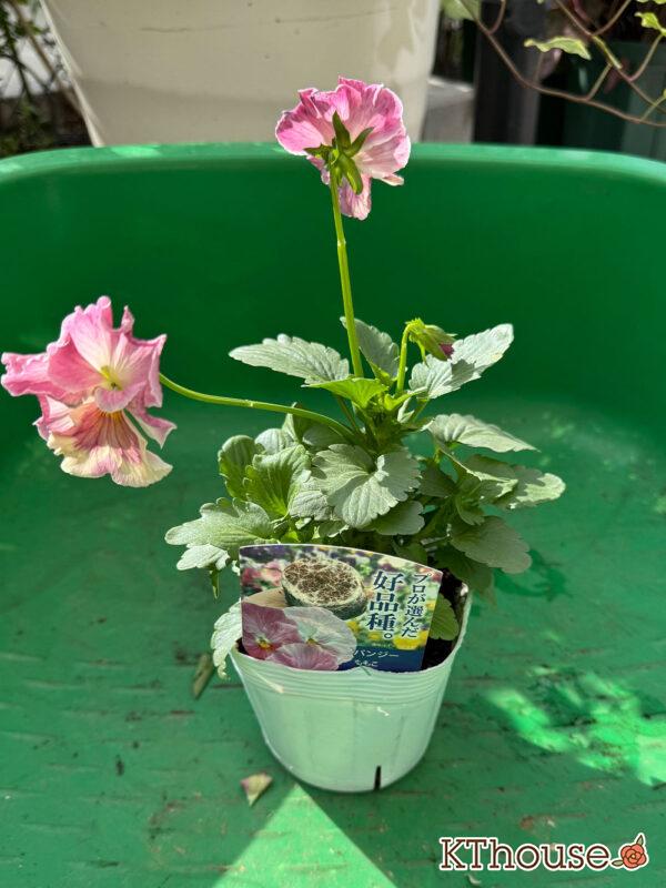 パンジー ももこ 2025/10/28