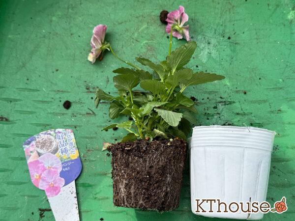 パンジー ももこ 2025/10/28