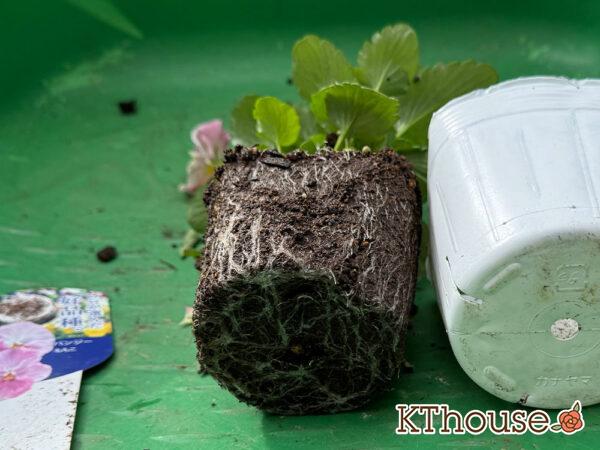 パンジー ももこ 2025/10/28