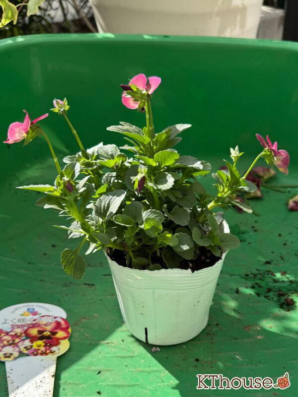 ビオラ よく咲くスミレ アップルソーダ 2025/10/28