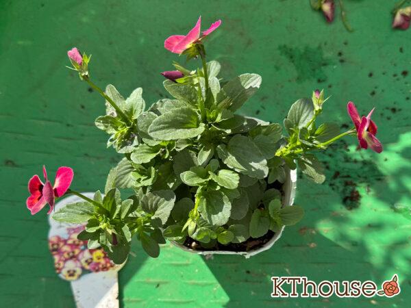 ビオラ よく咲くスミレ アップルソーダ 2025/10/28