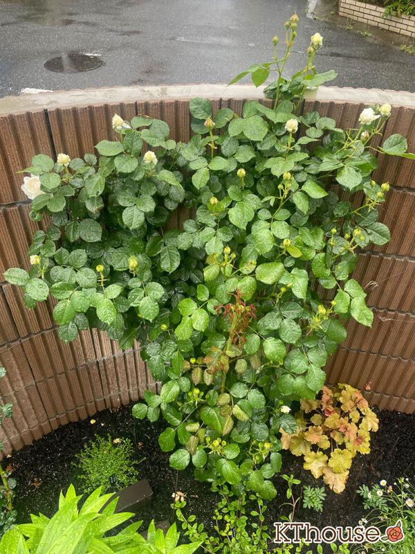 シュラブローズ・バラ「クリスティアーナ(christiana)」2024/5/7