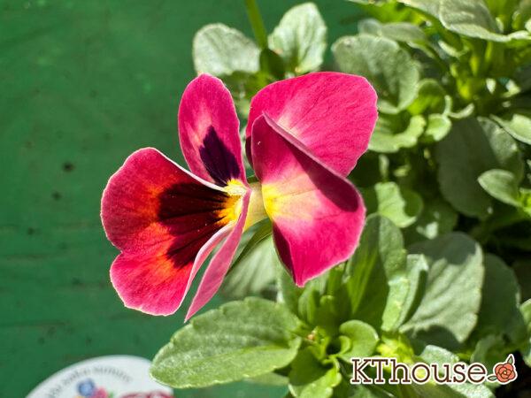 ビオラ よく咲くスミレ アップルソーダ 2025/10/28