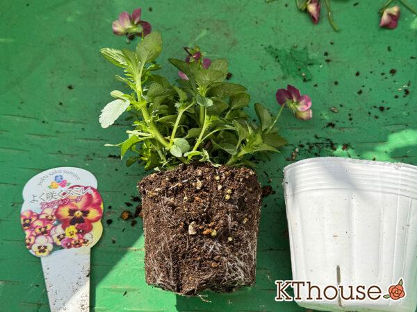 ビオラ よく咲くスミレ アップルソーダ 2025/10/28