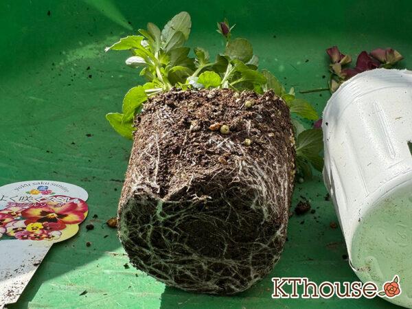 ビオラ よく咲くスミレ アップルソーダ 2025/10/28