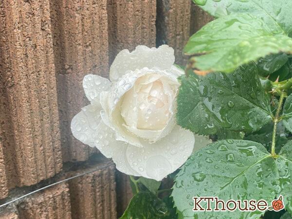 シュラブローズ・バラ「クリスティアーナ(christiana)」2024/5/7