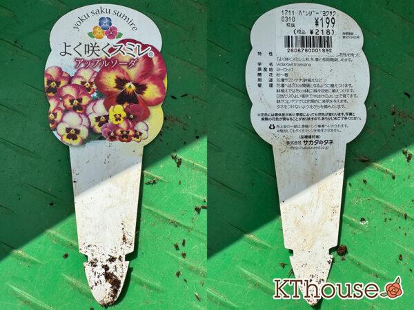 ビオラ よく咲くスミレ アップルソーダ 2025/10/28