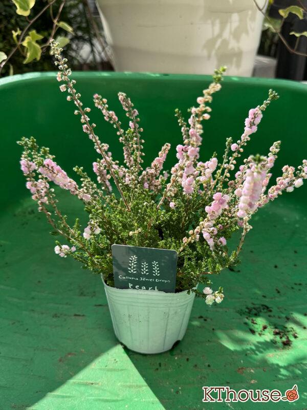 八重咲きカルーナ ジュエルドロップス パール 2025/10/28