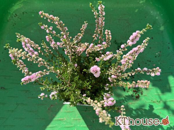 八重咲きカルーナ ジュエルドロップス パール 2025/10/28