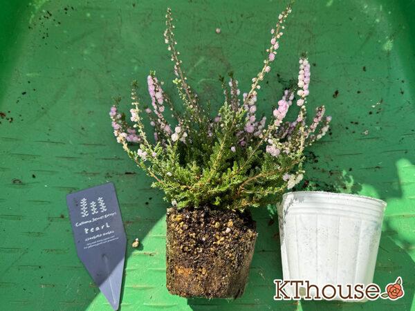 八重咲きカルーナ ジュエルドロップス パール 2025/10/28