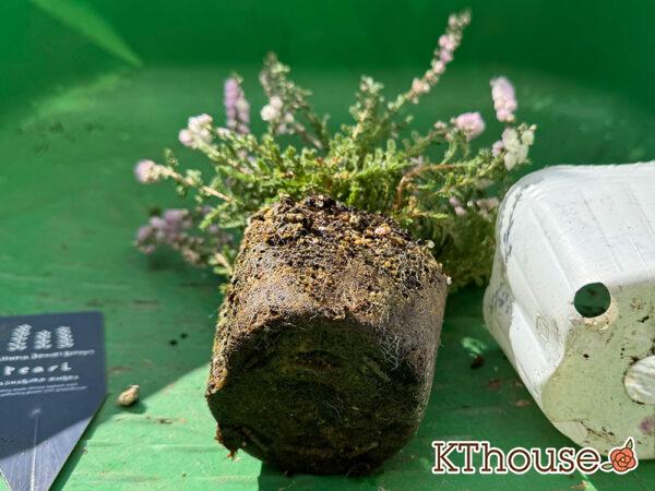 八重咲きカルーナ ジュエルドロップス パール 2025/10/28