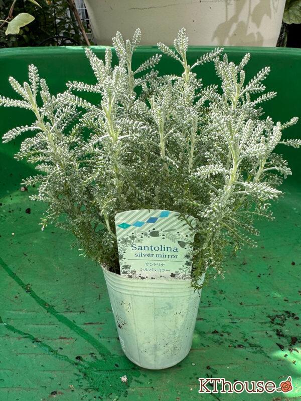 サントリナ シルバーミラー 2025/10/28