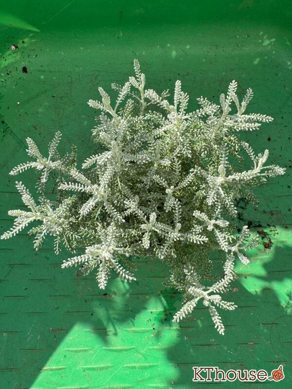 サントリナ シルバーミラー 2025/10/28