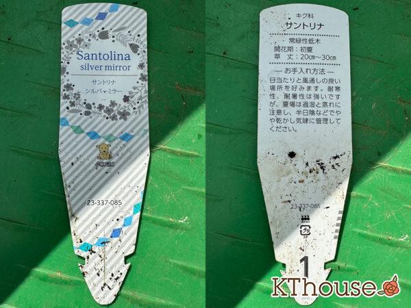 サントリナ シルバーミラー 2025/10/28