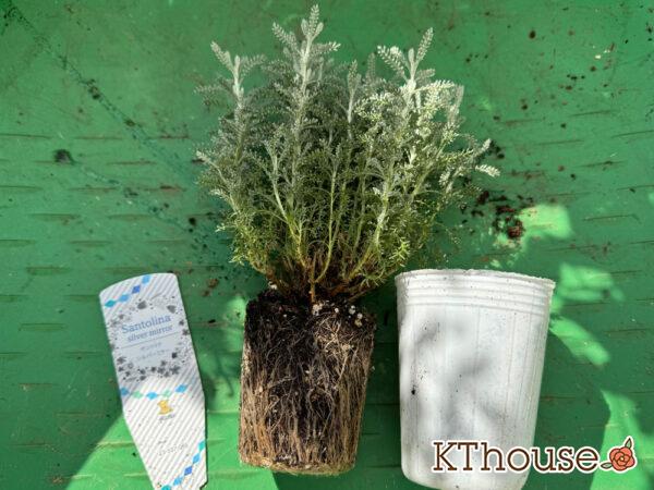 サントリナ シルバーミラー 2025/10/28