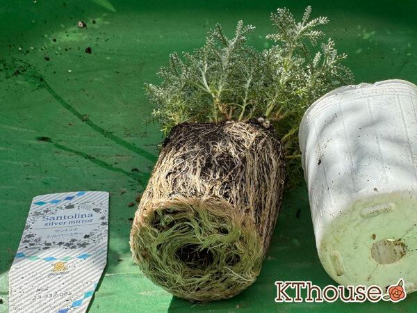 サントリナ シルバーミラー 2025/10/28