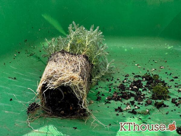 サントリナ シルバーミラー 2025/10/28