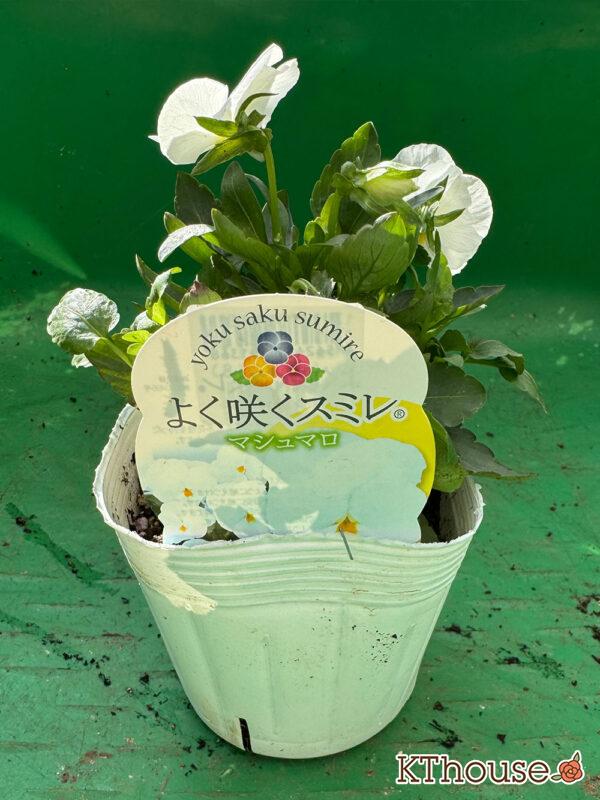 ビオラ よく咲くスミレ マシュマロ 2025/10/28