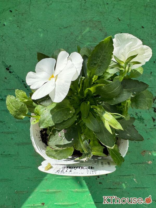 ビオラ よく咲くスミレ マシュマロ 2025/10/28