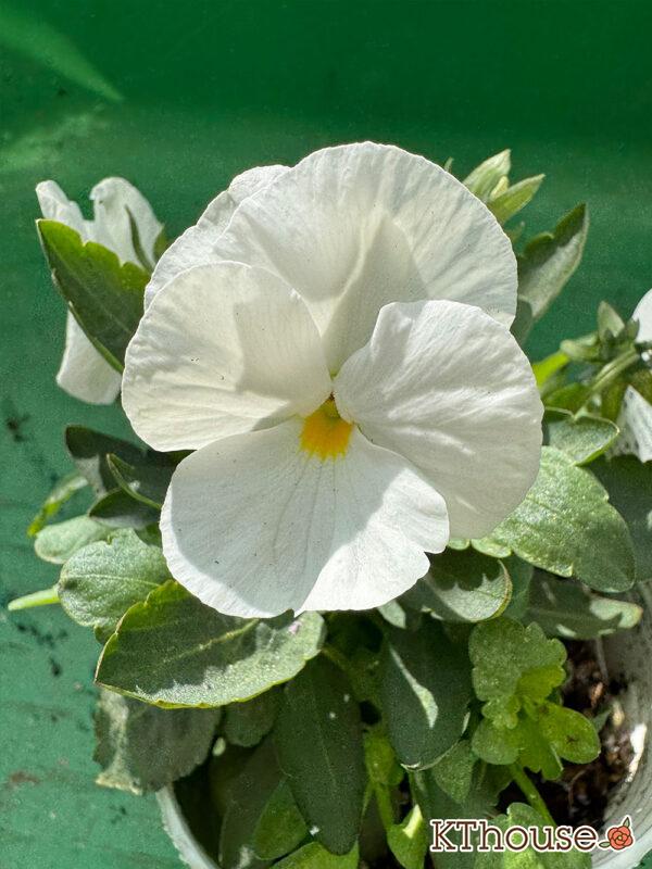 ビオラ よく咲くスミレ マシュマロ 2025/10/28