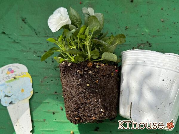 ビオラ よく咲くスミレ マシュマロ 2025/10/28