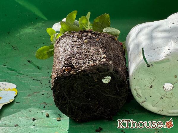 ビオラ よく咲くスミレ マシュマロ 2025/10/28