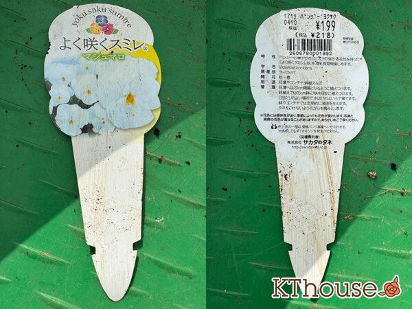 ビオラ よく咲くスミレ マシュマロ 2025/10/28