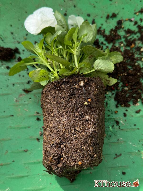 ビオラ よく咲くスミレ マシュマロ 2025/10/28