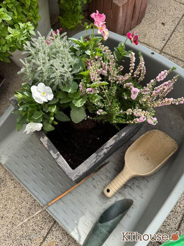 【寄せ植え】パンジーももこ、ビオラ よく咲くスミレ「アップルソーダ」&「マシュマロ」、Suntory フリル咲きビオラ ミルフル、八重咲きカルーナ ジュエルドロップス パール、サントリナ シルバーミラー、ロータス ブリムストーン 2025/10/28