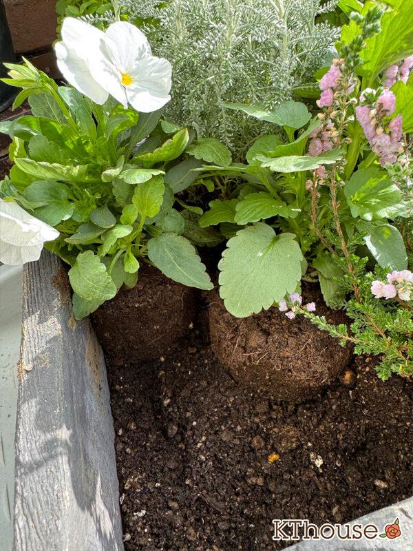 【寄せ植え】ビオラ よく咲くスミレ「アップルソーダ」&「マシュマロ」、パンジーももこ、Suntory フリル咲きビオラ ミルフル、八重咲きカルーナ ジュエルドロップス パール、サントリナ シルバーミラー、ロータス ブリムストーン 2025/10/28