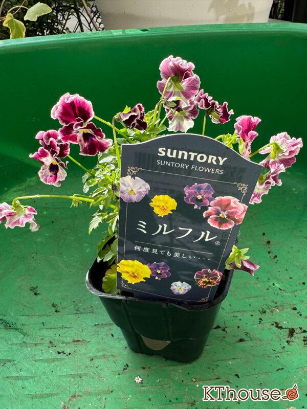 Suntory フリル咲きビオラ ミルフル 2025/10/28